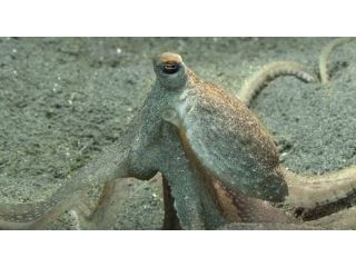 atlantic-longarm-octopus-facts-habitat-unique-adaptations-small-0
