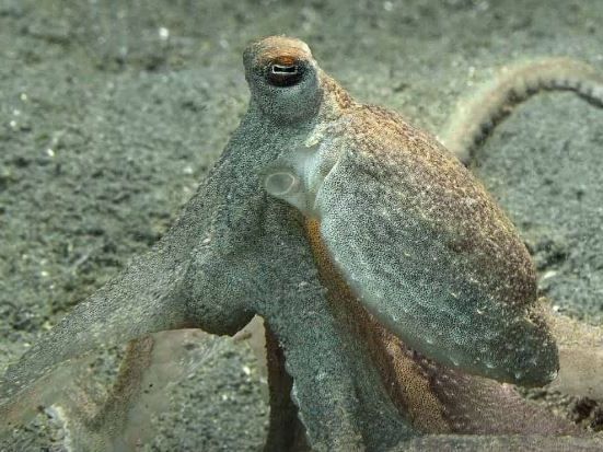 atlantic-longarm-octopus-facts-habitat-unique-adaptations