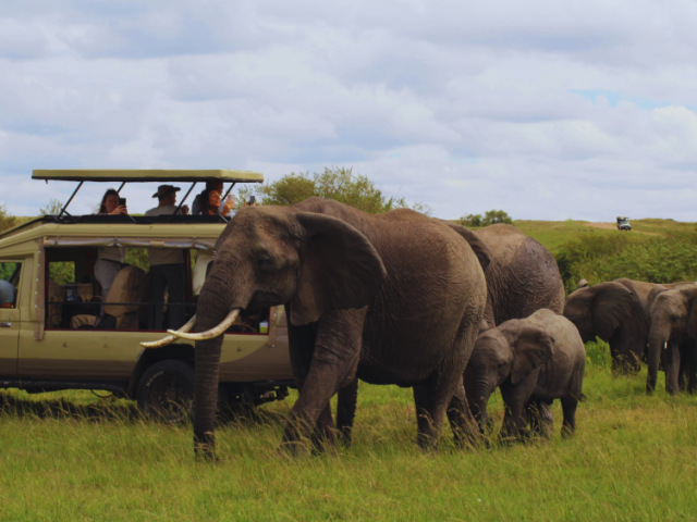rwanda-gorilla-tours-safari