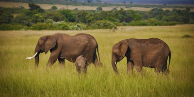 luxury-kenya-safaris-exclusive-five-star-safari-tours-big-0