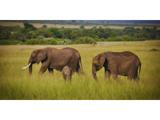 luxury-kenya-safaris-exclusive-five-star-safari-tours-small-0