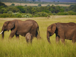 luxury-kenya-safaris-exclusive-five-star-safari-tours