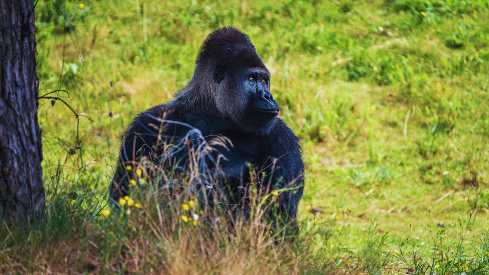 rwanda-tours-2026-gorilla-trekking-safaris-wildlife-packages-big-0