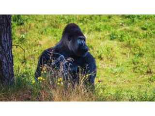 rwanda-tours-2026-gorilla-trekking-safaris-wildlife-packages-small-0