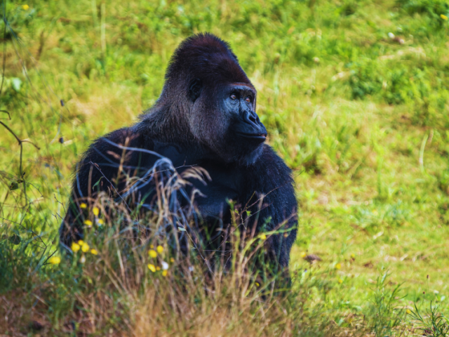 immerse-naturally-top-tanzania-safaris-tours-visit-rwanda