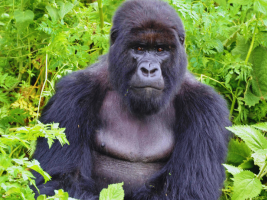 rwanda-safari-tours-2026-best-safaris-in-rwanda