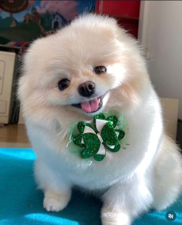 pet-grooming-in-burbank-ca-local-care-you-can-trust-big-0