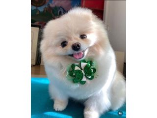 pet-grooming-in-burbank-ca-local-care-you-can-trust-small-0