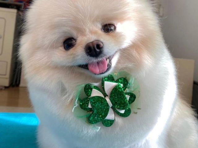 pet-grooming-in-burbank-ca-local-care-you-can-trust