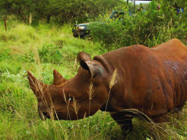 tanzania-safaris-tours-best-safaris-in-tanzania-africa