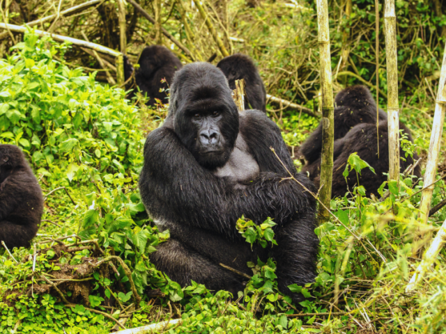uganda-tours-and-safaris-2026-gorilla-trekking-wildlife