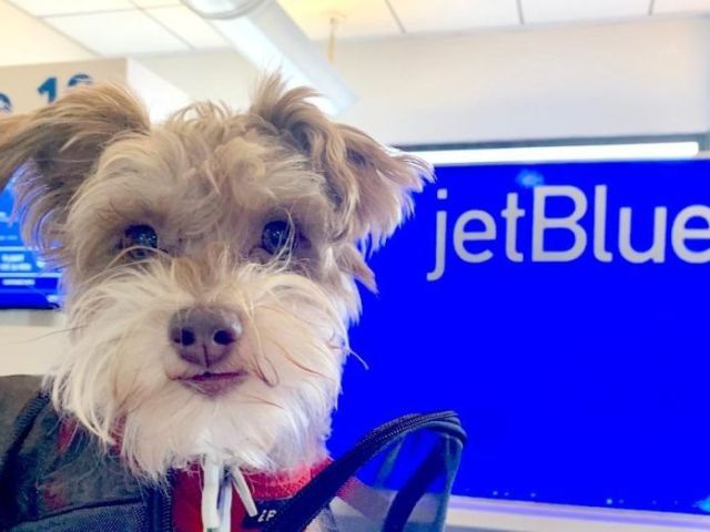 politica-de-mascotas-de-jetblue-airways-1-877-684-6369