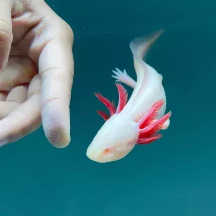 where-do-you-buy-an-axolotl-big-0
