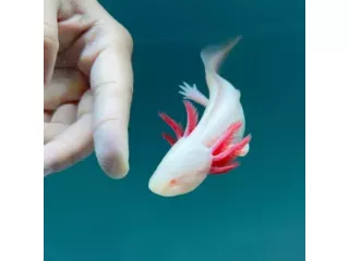 where-do-you-buy-an-axolotl-small-0