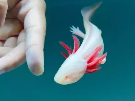 where-do-you-buy-an-axolotl