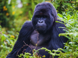 gorilla-trekking-rwanda-202425-rwanda-gorilla-trekking-tours
