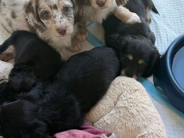 beautiful-dachshunds-puppies-for-sale