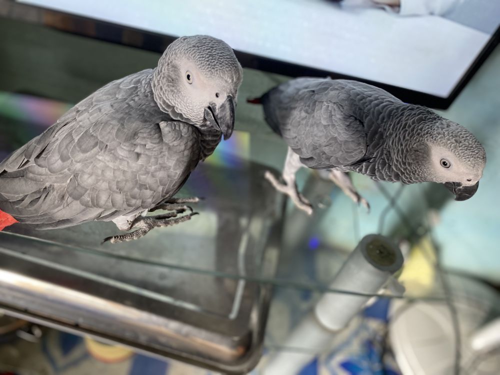 congo-african-grey-parrots-big-1
