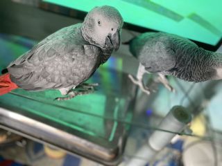 congo-african-grey-parrots-small-0