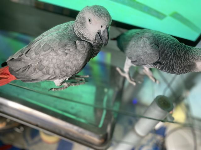 congo-african-grey-parrots