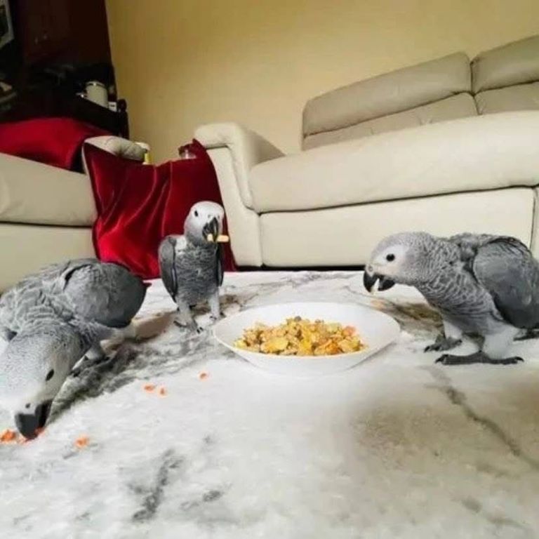 congo-african-grey-parrots-for-sale-big-3
