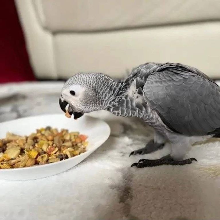 congo-african-grey-parrots-for-sale-big-0