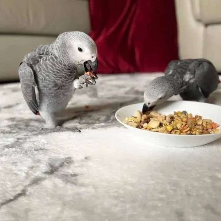 congo-african-grey-parrots-for-sale-big-2