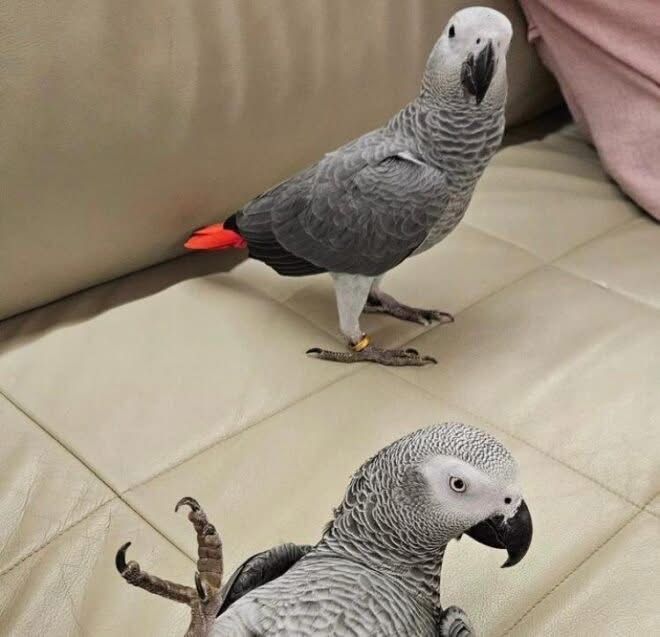 congo-african-grey-parrots-for-sale-big-1