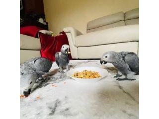congo-african-grey-parrots-for-sale-small-3