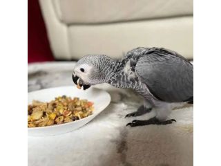congo-african-grey-parrots-for-sale-small-0