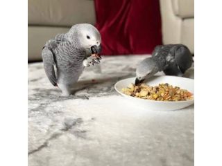 congo-african-grey-parrots-for-sale-small-2