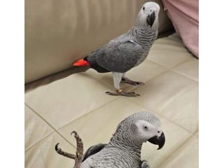 congo-african-grey-parrots-for-sale-small-1