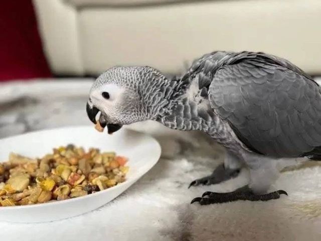 congo-african-grey-parrots-for-sale