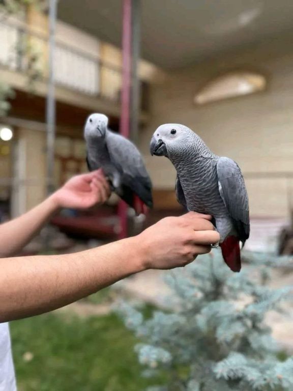 beautiful-parrots-for-sale-big-0