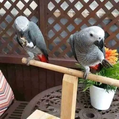 beautiful-parrots-for-sale-big-2