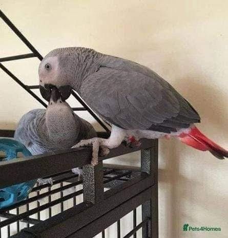beautiful-parrots-for-sale-big-1