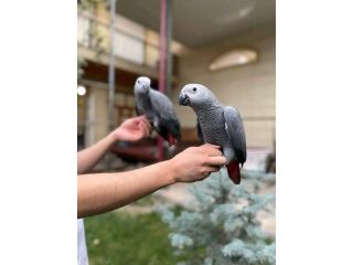 beautiful-parrots-for-sale-small-0