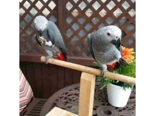 beautiful-parrots-for-sale-small-2
