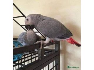 beautiful-parrots-for-sale-small-1