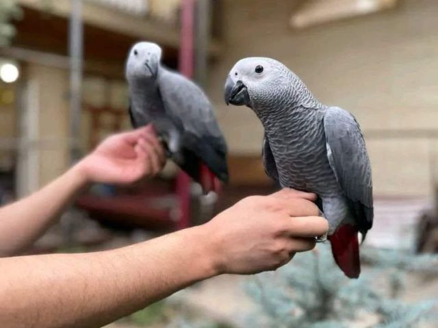 beautiful-parrots-for-sale