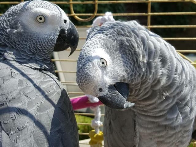 male-and-female-parrots-for-sale