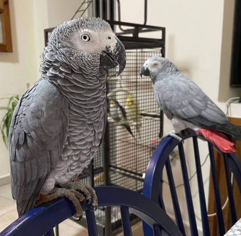 hand-tame-african-grey-parrots-available-big-1