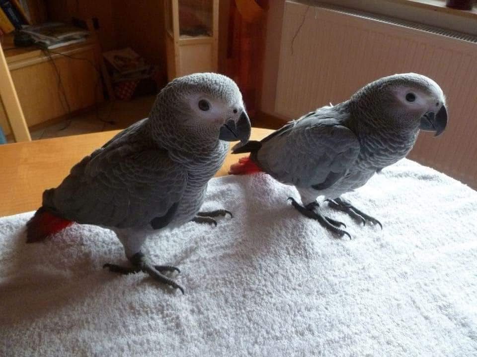 hand-tame-african-grey-parrots-available-big-0