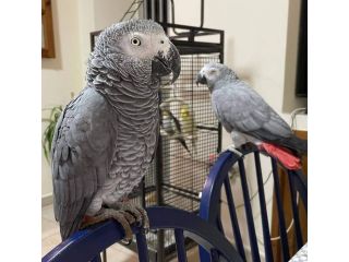 hand-tame-african-grey-parrots-available-small-1