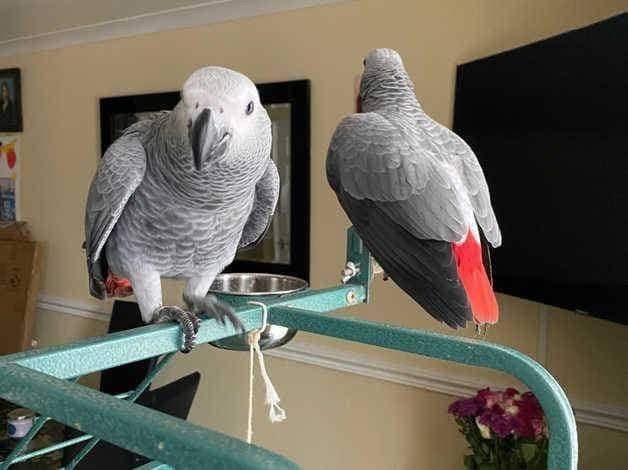 congo-african-grey-parrots-available-big-0