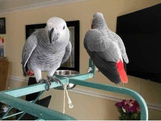 congo-african-grey-parrots-available-small-0