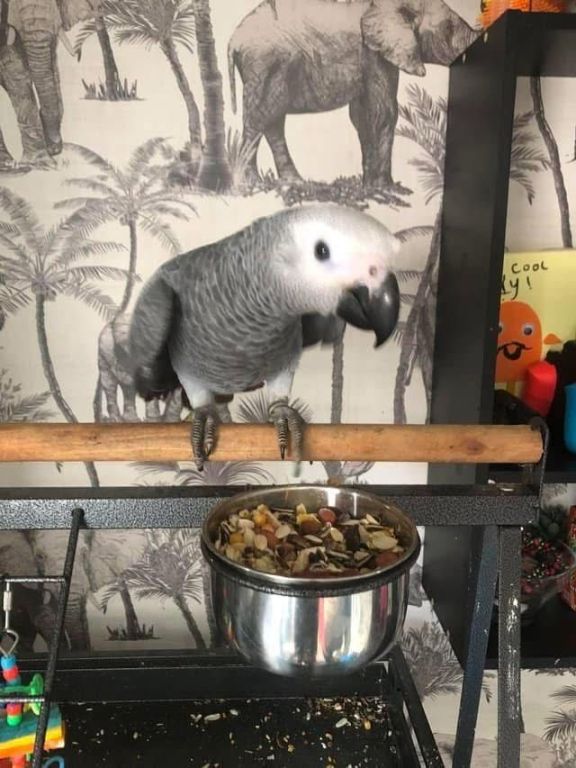 african-grey-parrots-for-sale-in-california-big-1