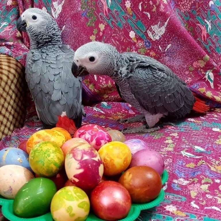 african-grey-parrots-for-sale-in-california-big-0