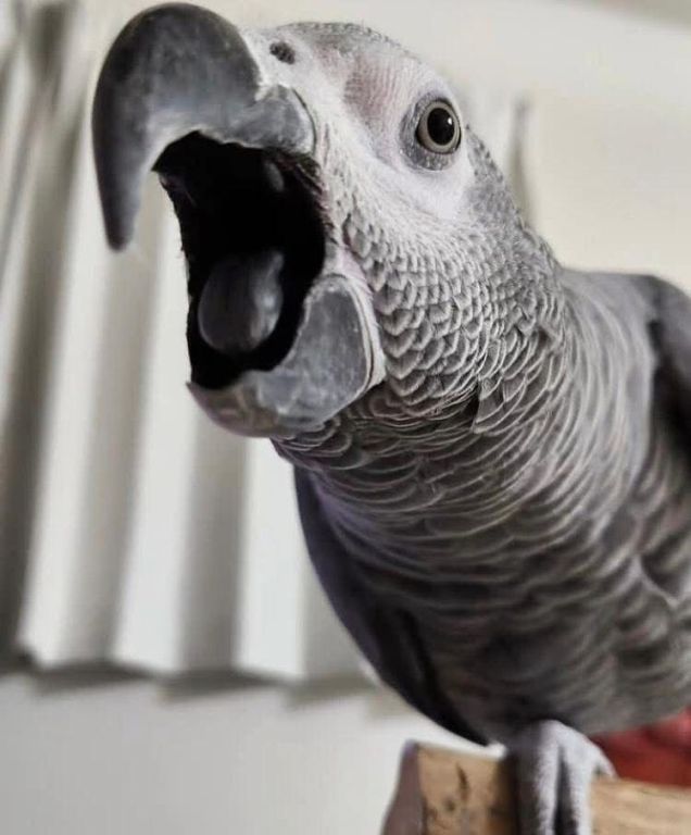 african-grey-parrots-for-sale-in-california-big-4