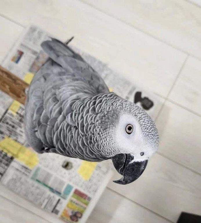 african-grey-parrots-for-sale-in-california-big-3